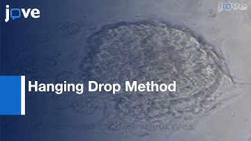 Differentiation: Mouse Embryonic Stem (mES) Cells Using Hanging Drop Method l Protocol Preview