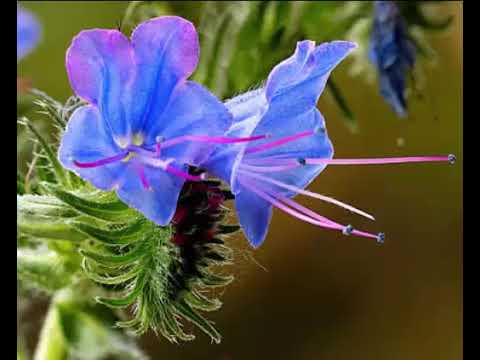 The Health Benefits of Viper’s bugloss Herb