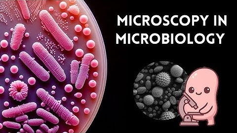 Microscopy in Microbiology | Principles, Working, Uses & Classification Explained