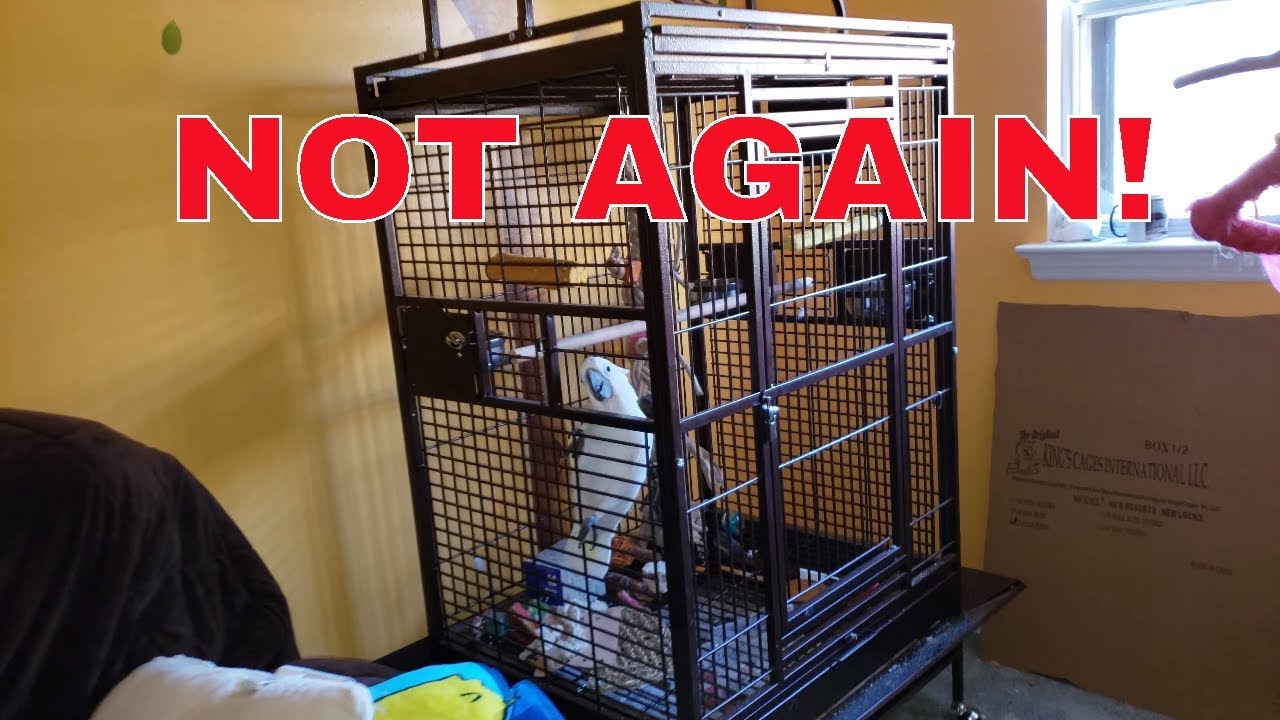 cockatoo price ph Damnit Onni!