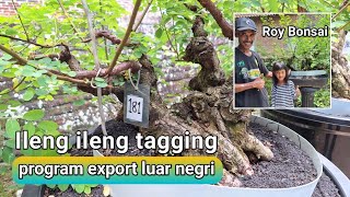 review bonsai ileng ileng tagging program EXPORT ke luar negeri Roy Bonsai