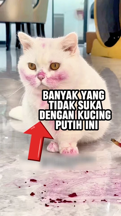 Kucing ini jadi glowing dan populer