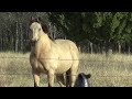 Caught The Horses Next To Each Other Sharing A Tree