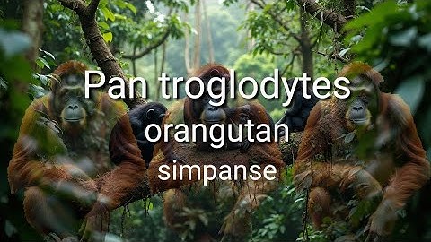 "TERANCAM PUNAH"  #Youtube #simpanse #harimau #monkey #video 