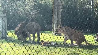 IMG 6389