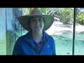 Fort Worth Zoo keeper chat - gharial