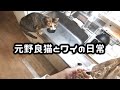 【ナイトルーティン】6か月前に保護した猫とワイの何気ない日常