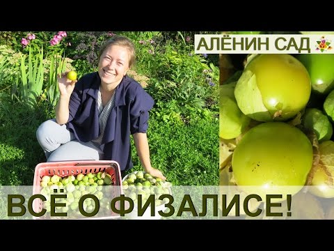 Выращивание физалиса за 5 минут! От посева до сбора урожая