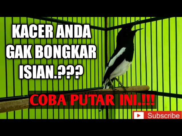 KACER ngeplay COCOK UNTUK PANCINGAN KACER BAHAN AGAR NGEMPLONG BONGKAR MATERI.!!! ||KAMTIS FAMILY class=