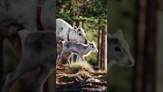 Win a Prize to Rovaniemi! ☀️