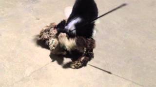 Cavapoo vs Cockapoo Puppy Dog Fight