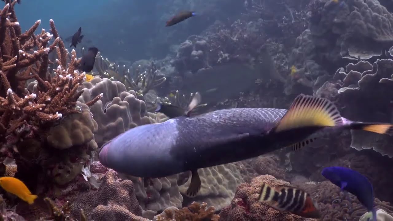 Encounter With Koh Tao's Titan Triggerfish: A Diver's Must-See | BlackTurtleDive.com