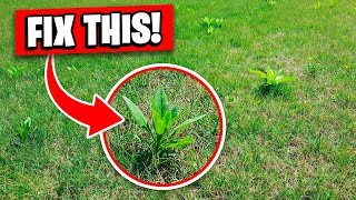 How I Transformed this Ugly Lawn Full of Weeds - Part 1 by Lawn Care Life 4,471 views 2 months ago 12 minutes, 33 seconds