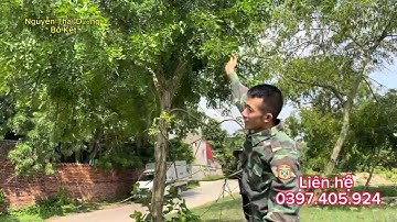 Thu mua Bồ kết số lượng lớn |#câybồkết #quảbồkết #nguyễntháidương