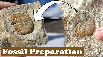 Prepping extremely fragile ammonites with dremel