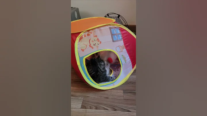 Video 8648181: siberian kitten playing