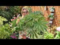 ¿Cómo cuidar de la Fatsia japónica? ¡Trucos y consejos para que luzca espectacular! 🌿❤️