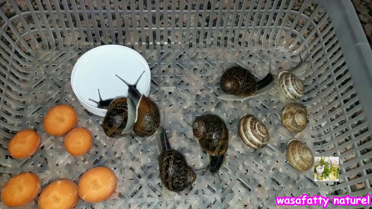 افررازات الحلزون معجزة الطبيعة لعلاج معضم مشاكل البشرة