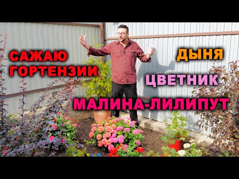 Посадка гортензии и дельфиниумов, какие петунии стоит сажать и карликовая малина для балкона.
