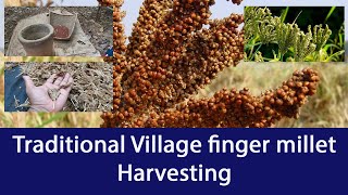 Traditional Village finger millet Harvesting