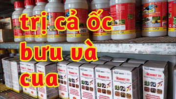 Thuốc Trị Ốc Bươu Và Con Cua Trên Ruộng Lúa