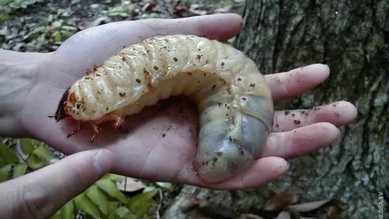 Incredible Edible Insects You Won’t Believe People Eat! - YouTube