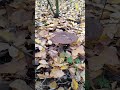 listopadowe grzybobranie #grzyby #mushroom #jesień #las #nature