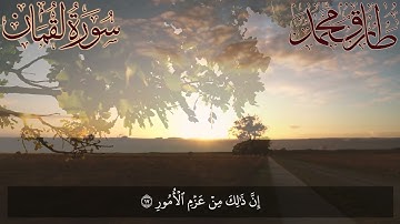 31 Surah Loqman  تلاوة طيبة  سورة لقمان كاملة  طارق محمد Tareq Mohammad