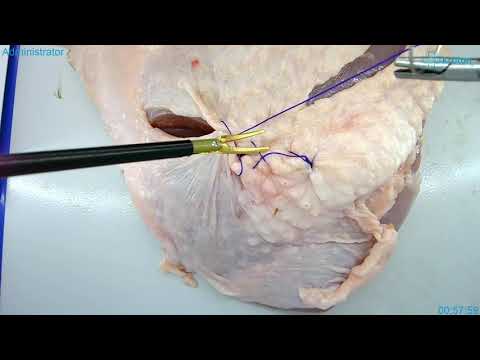 Laparoscopic suturing on an Organic model