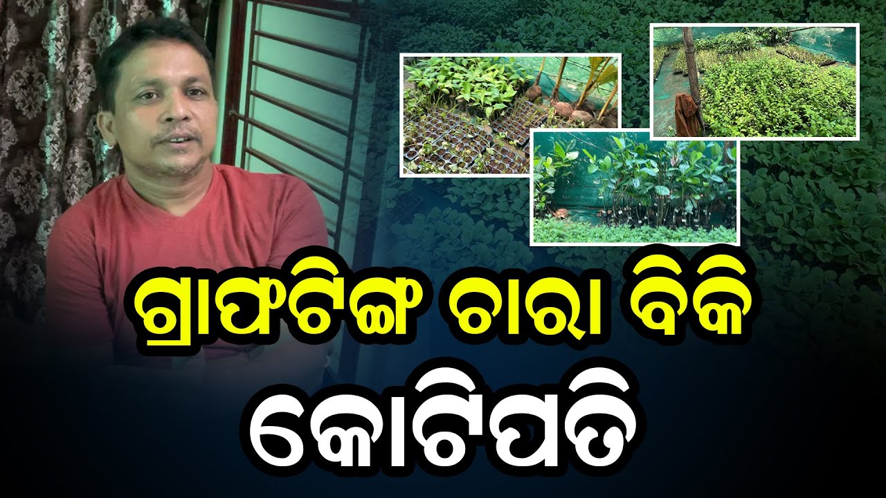 ଗ୍ରାଫଟିଙ୍ଗ ଚାରା ବିକି କୋଟିପତି || MA FAIDE KI BAAT