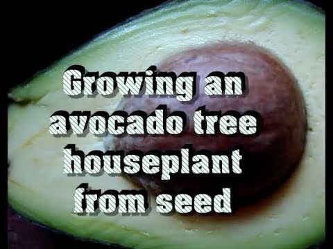 How to grow avocado tree from seed
