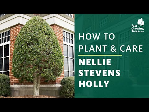 Videó: Nellie Stevens Holly Plant – Hogyan neveljük Nellie Stevens Holly-t a tájon