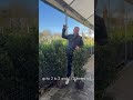 Rootball