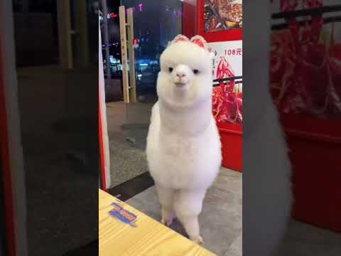 OMG see this cute Alpaca coming to a restaurant ðð#shorts#animal