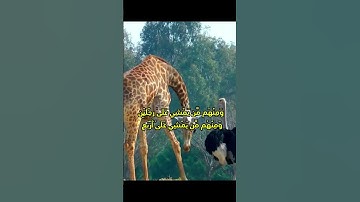 سبحان الله العظيم #قرآن #ماهر_المعيقلي #اكسبلور #دويتو #duet #islam #تلاوة_خاشعة #foryou #new