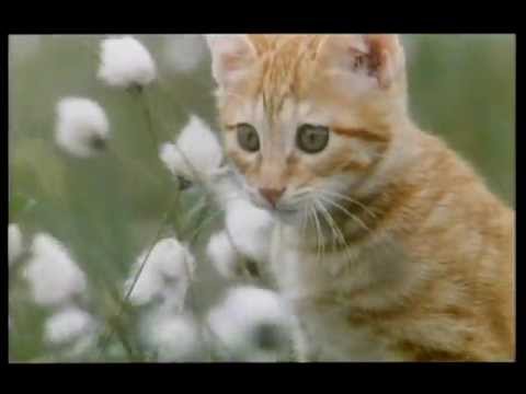 Miez und Mops - Zwei tierische Freunde Katzenfilm