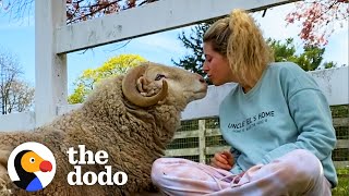 Watch This Rescued Ram Become The Happiest Boy | The Dodo