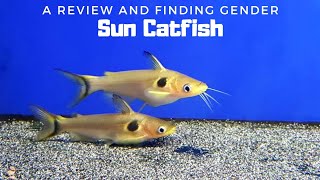 Most Hardy Malabar Native Fish | Sun Catfish