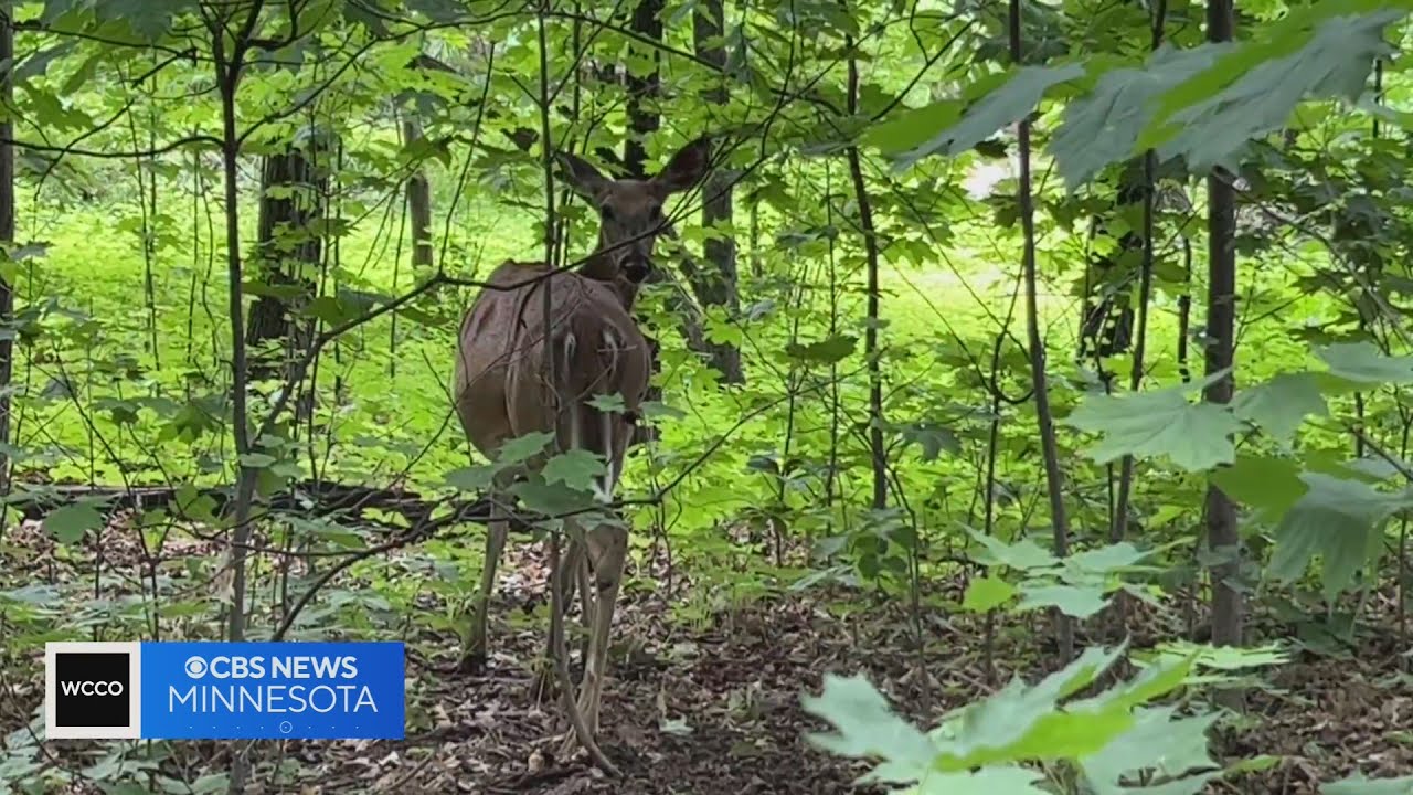 Deer adding to farmer’s woes as drought conditions linger