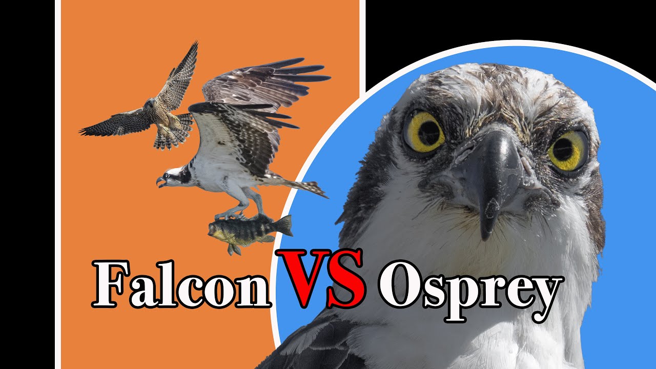 Falcon attacks an Osprey with a fish on its talons 