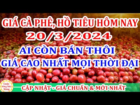 Giá cà phê hôm nay ngày 20/3/2024 