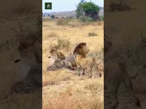 Lion Vs Leopard - Credits: unknown 🎥