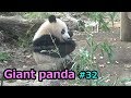 Giant panda㉜ シャンシャン 元気に遊びまわる ジャイアントパンダ【上野動物園】