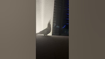 Thumbnail of My cockatiel knows the German Soldier’s Song (Erika)😂 #fyp #birds #cockatielfunny