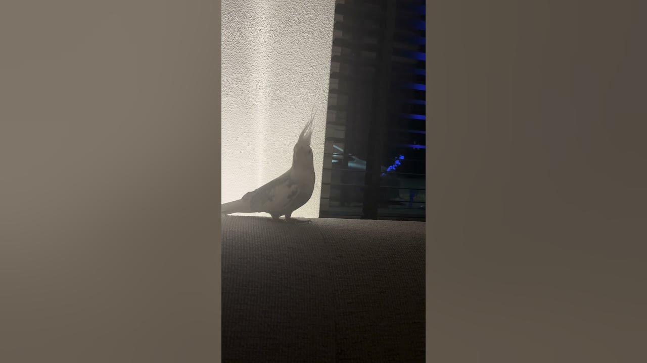 My cockatiel knows the German Soldier’s Song (Erika)😂 #fyp #birds #cockatielfunny