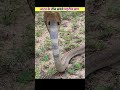 India's Top 3 Neuro-toxic Victimous Snakes #snake # reels #cobra #like #share #subscribe myYTchannel