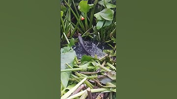 Câu Cá Rô Đồng - Cái kết gãy Cần luôn #cauca #caucarodong @caucatv186