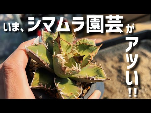 シマムラ園芸のアガベが凄すぎる件‼︎‼︎‼︎ hqdefault