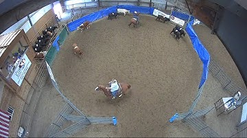 Big Sky Ranch Sorting Saddle Series Finals - #3 - Round #1 - Ride #7