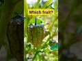 Which fruit is this comment fruit harvest fruits fruitart konkan konkanlife exotic